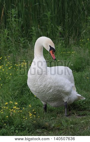 Male swan walking alone on the shore of the pond