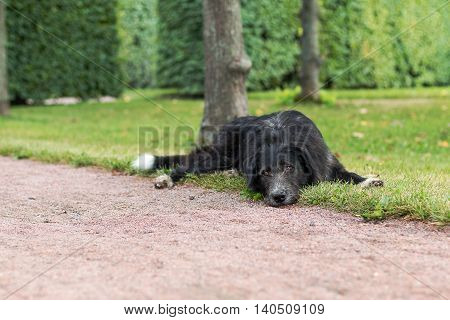 Lonely black dog with sad eyes is laying and waiting someone in the park