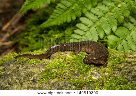 A northern Dusky Salamander crawling over a mossy stone in the wild.