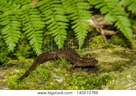 A northern Dusky Salamander crawling over a mossy stone in the wild.