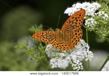 Butterfly in a nice color on a meadow