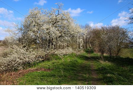 Cherry tree in bloom on a avenue in a lovely day in sprigtime