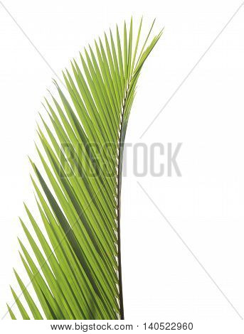 Green palm leaf isolated on white backgroundd