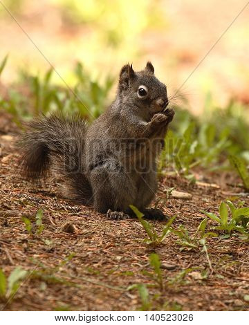 An Abert's Squirrel feeding on the forest floor.