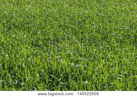 Corn, maize, zea mays plant field texture background