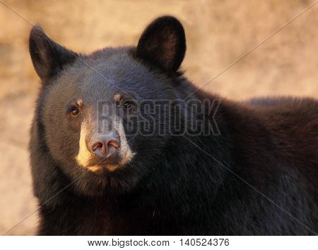 A portrait of a large black bear in Arizona.