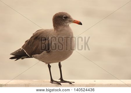 A Heerman's Gull At Rest Along The Pacific Ocean in Winter
