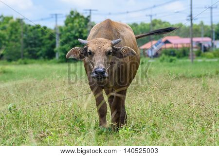 Buffalo Grazing On Green Grass Field.