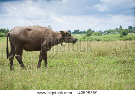 Buffalo Grazing On Green Grass Field.