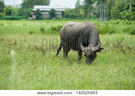 Buffalo Grazing On Green Grass Field.