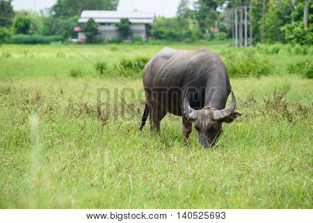 Buffalo Grazing On Green Grass Field.