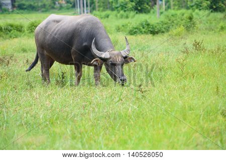 Buffalo Grazing On Green Grass Field.