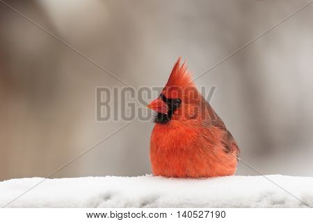 Male cardinal perched in the snow on a Wisconsin winter day.