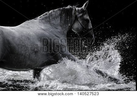 a horse named grace splashing in a lake