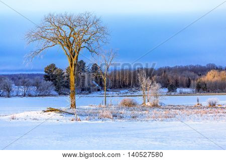 Big lone bare tree in a field with snow and frost.