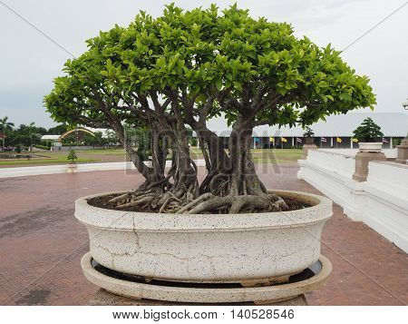 Bonsai tree of banyan in old stone pot.