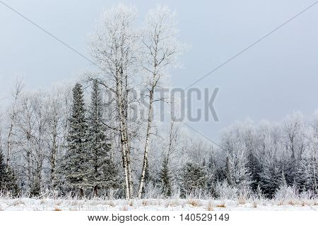 Cold and frosty woods in northern Wisconsin.