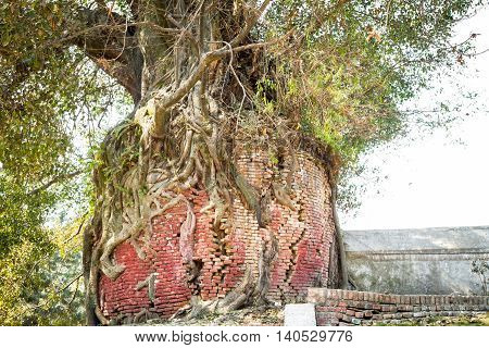 Himalayan tree growing from the wall of the bricks.