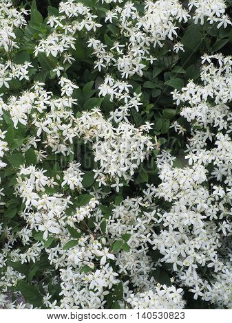 Clematis paniculata .Clematis paniculata. flowering shrub in the garden