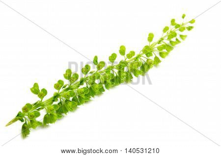 Basil (Ocimum basilicum), also known as Saint Joseph's Wort, is a herb belonging to the mint family Lamiaceae