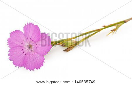 Pink carnation (Dianthus carthusianorum) flower