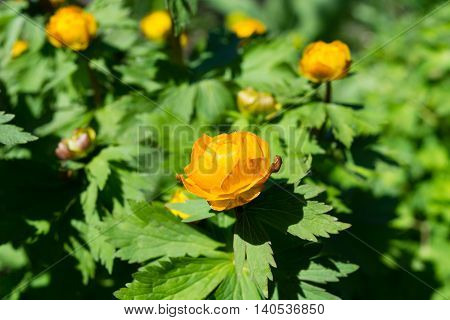 Globeflower Trollius asiaticus on background of green leaves