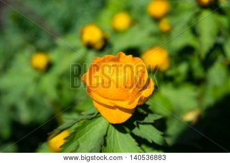 Globeflower Trollius asiaticus on background of green leaves