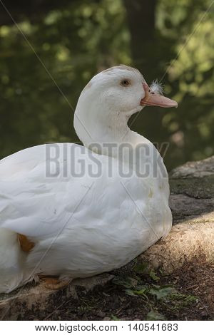 Muscovy Ducks