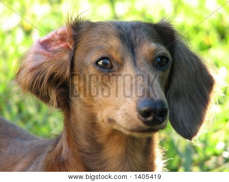 Держать глаз на что белка!