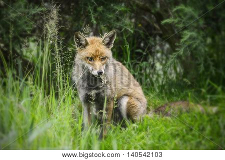 Stunning Male Fox In Long Lush Green Grass Of Summer Field