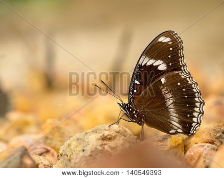 Closeup macro of butterfly eating food in jungle the beauty of nature. (selective focus)