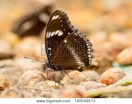 Closeup macro of butterfly eating food in jungle the beauty of nature. (selective focus)