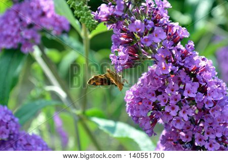violet and purple summer lilac with butterfly sitting on it