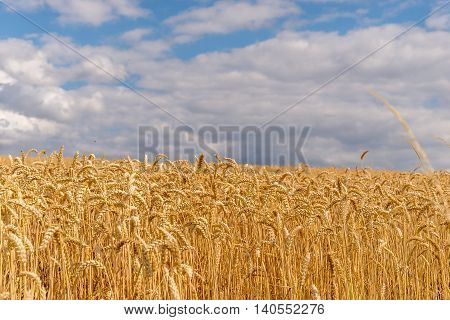 Golden wheat field nearly ready for havesting.