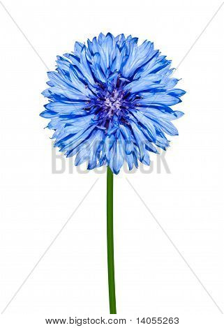 Blu fiordaliso isolata On White