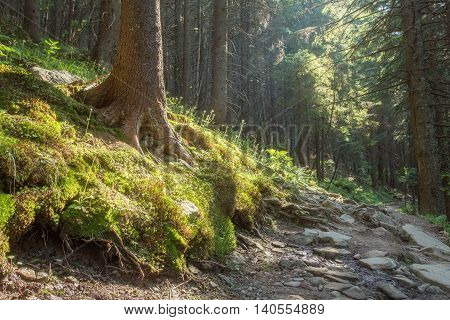 Hiking trails through giant redwoods in Muir forest near San Francisco California