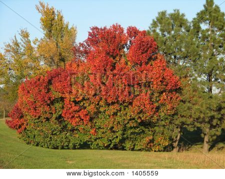 Яркие, пылающий, Осенние листья