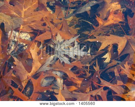 Осенью листья подводные