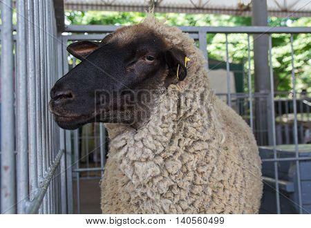 Fluffy sheep remains in the pen. Agriculture