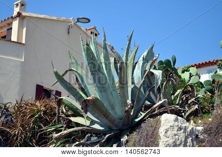 bunch of succulent plants at french riviera in summer