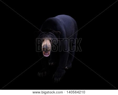 Malayan Sun Bear  In Dark Background