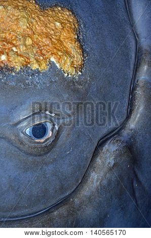 Close up of a whale replica's and face that includes barnacles