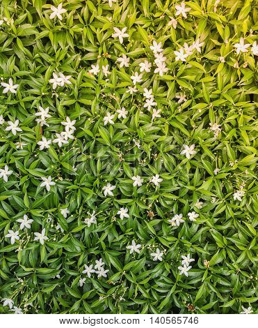 Wrightia antidysenterica or Snowflake Milky Way Arctic Snow Winter Cherry Tree