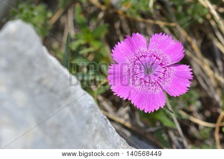 Endemic pink flower found only in Piatra Craiului mountains in romanian Carpathians