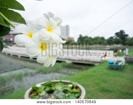 plumier flowers in the park. in the morning.