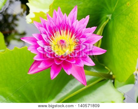 Beautiful Purple Lotus in the park, Pollen yellow.