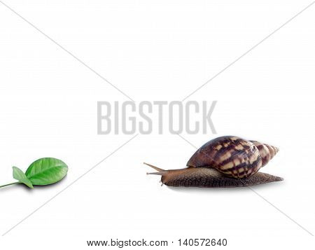 Snail and leaf, isolated on white background.