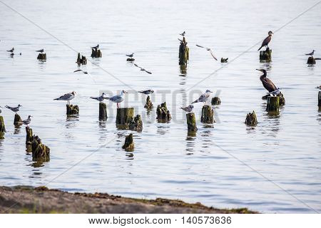 Cormorants and seagulls on lake Paleostomi Poti Georgia.
