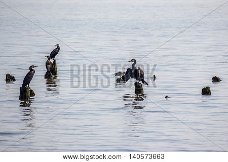 Cormorants on lake Paleostomi Poti Georgia, nature