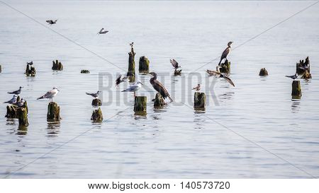 Cormorants and seagulls on lake Paleostomi Poti Georgia.